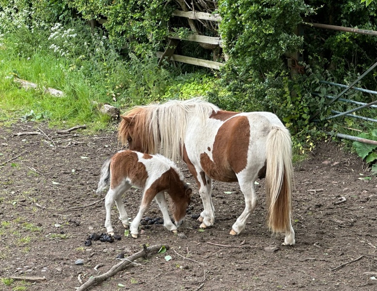 To show you my cat and her kittens for distraction and stress relief purposes?