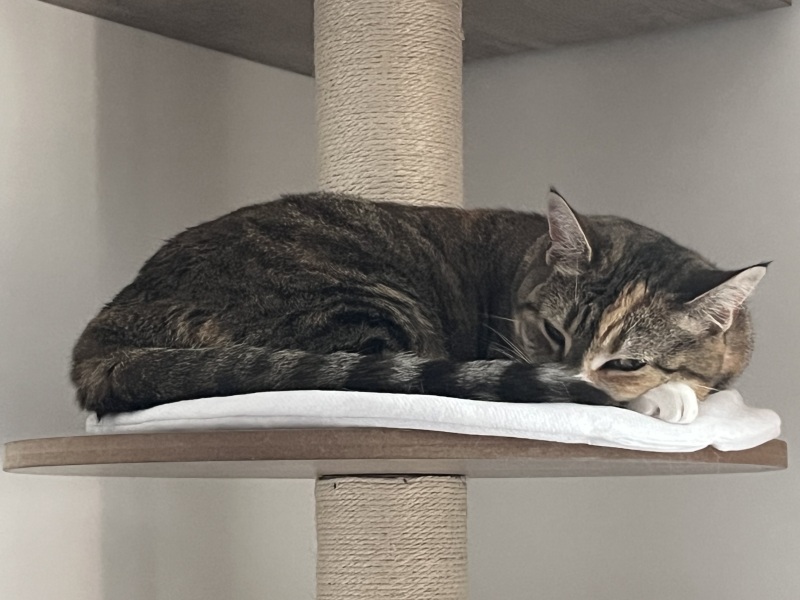 The One after the One where the Excellent Cats posed for a calendar