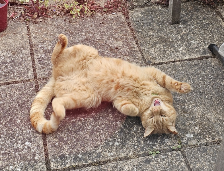 Roond and roond and up and doon - the Excellent Cats roam aboot