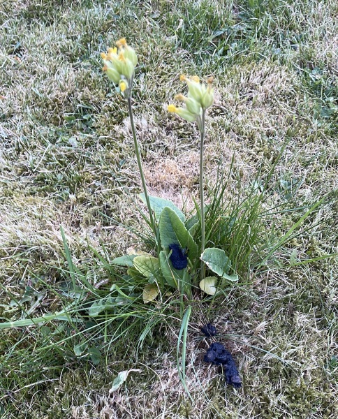 Weeds Have Rights Too !