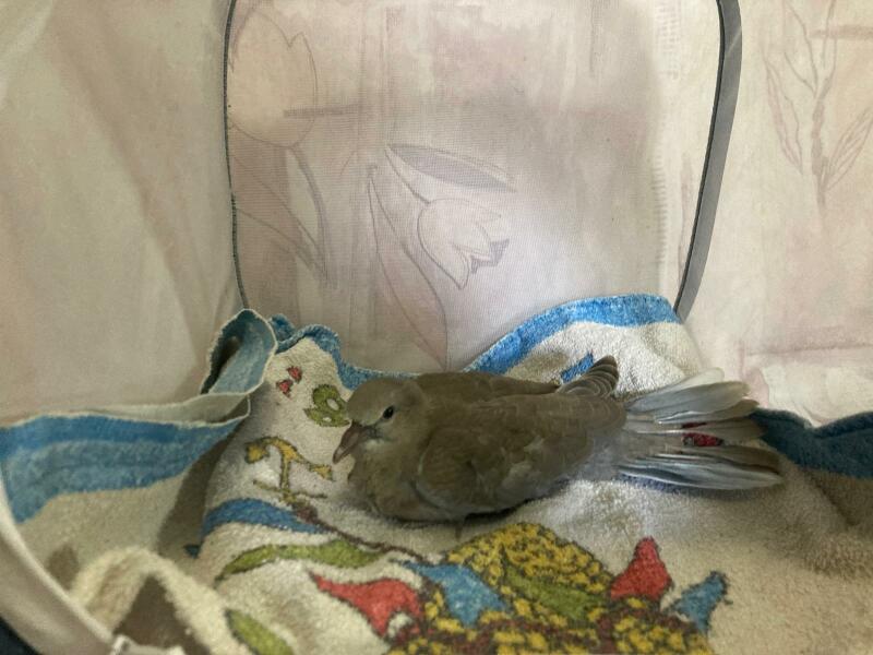 I saved a swift - and I liked it!