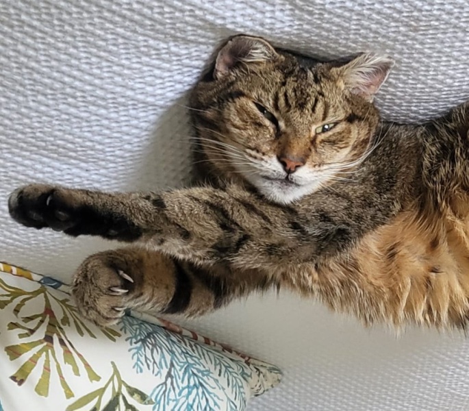 Roond and roond and up and doon - the Excellent Cats roam aboot