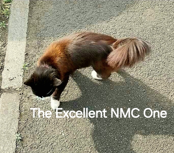 Roond and roond and up and doon - the Excellent Cats roam aboot