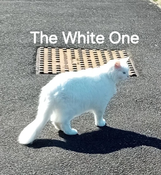 Roond and roond and up and doon - the Excellent Cats roam aboot