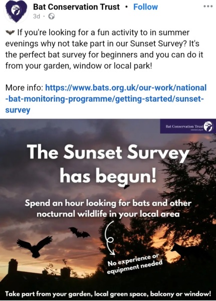 Bat Monitoring Sunset Survey