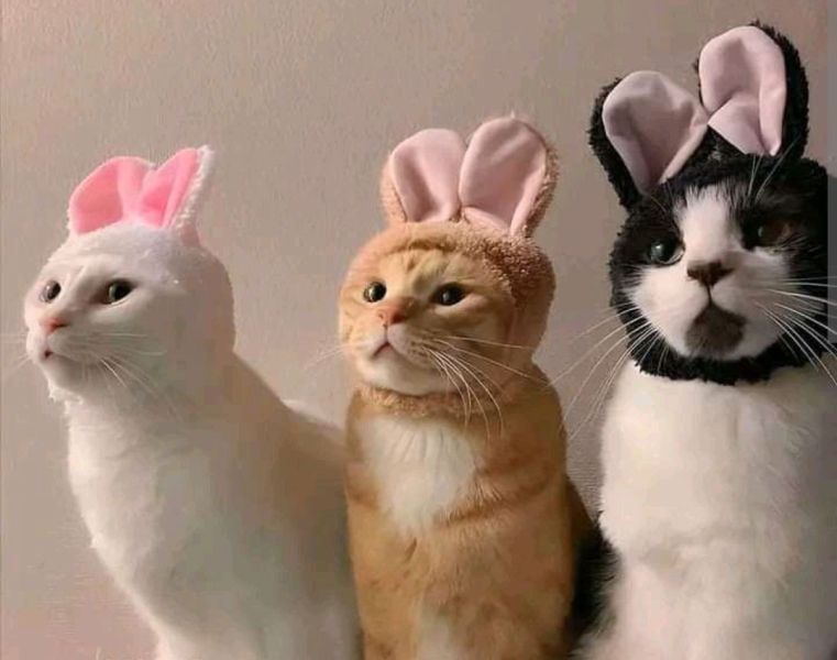 TRAs online attack on a bunny rescue