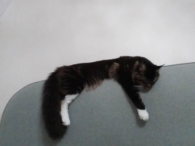 Where is the most awkward or inconvenient place your cat sleeps?