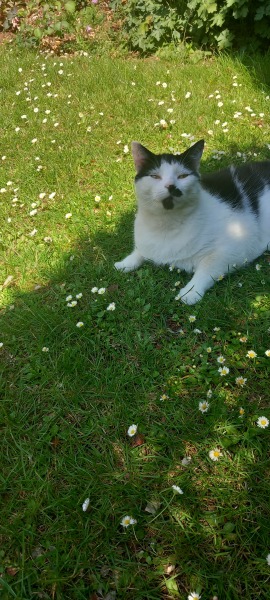 Roond and roond and up and doon - the Excellent Cats roam aboot