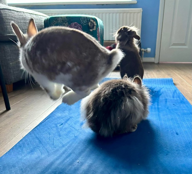 TRAs online attack on a bunny rescue