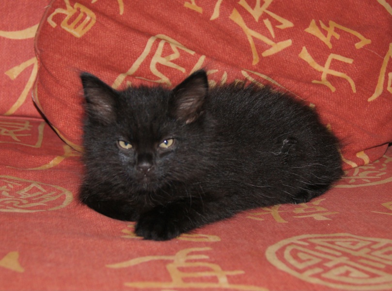 Roond and roond and up and doon - the Excellent Cats roam aboot