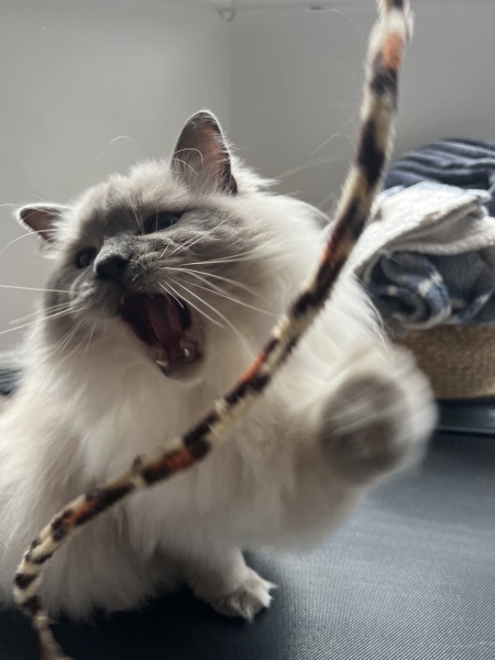 Cats everywhere!
