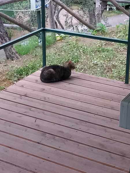 Thread 26 Starmer: Cats, Rebels and Orange Chaos