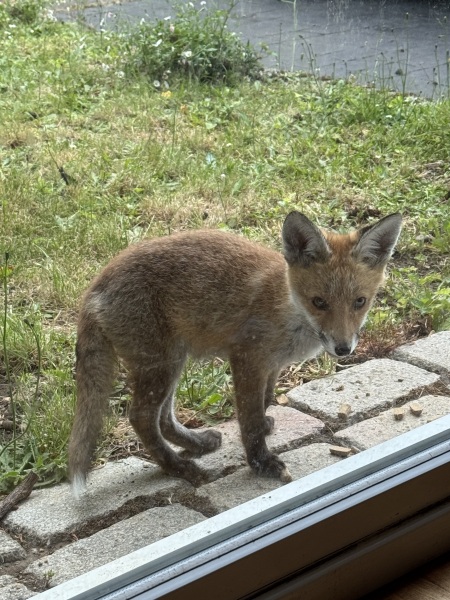 Can we talk about my fox family please?