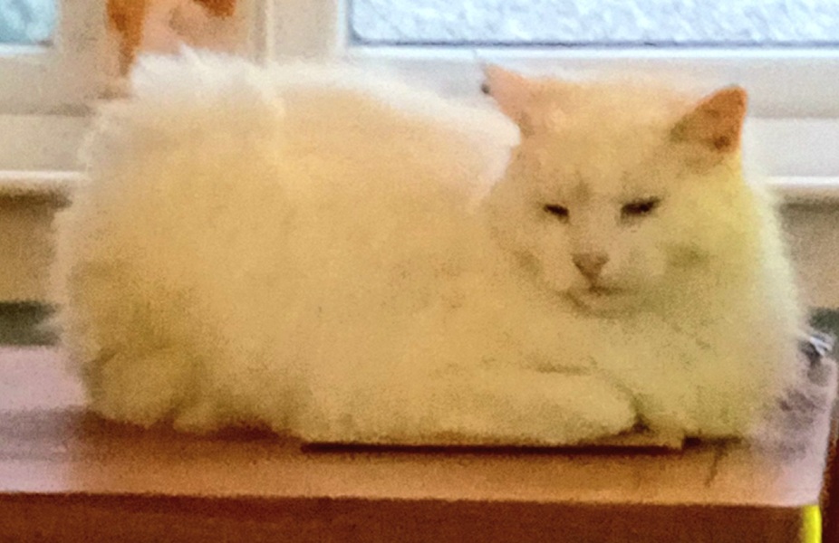 Roond and roond and up and doon - the Excellent Cats roam aboot