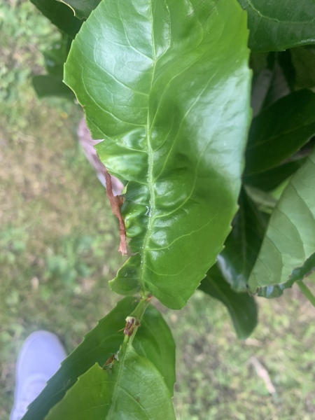 Is this acceptable? Cherry Laurel help!