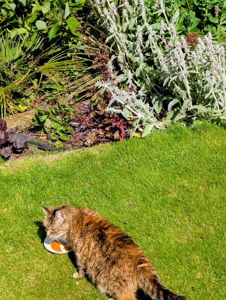 The One after the One where the Excellent Cats posed for a calendar