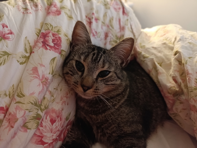 My gorgeous boy just died