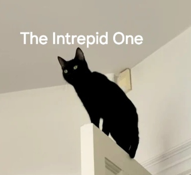 Roond and roond and up and doon - the Excellent Cats roam aboot