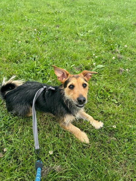 I need to rehome my 2 yr old Jack Russell can anyone help?