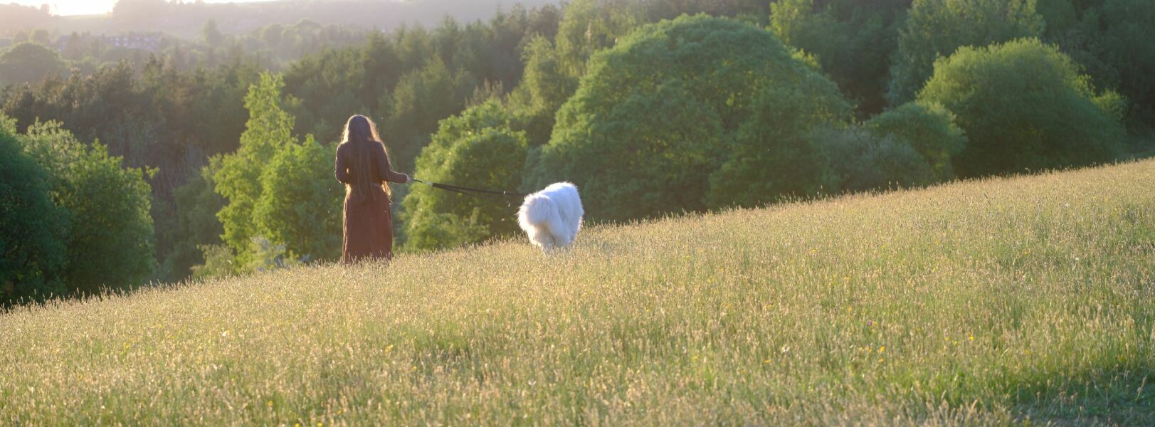 Adolescent Dog Survival Thread - for teenage dirtbags