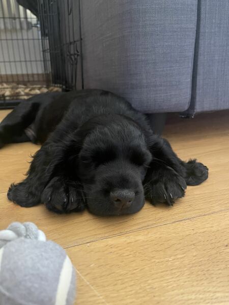 Adolescent Dog Survival Thread - for teenage dirtbags