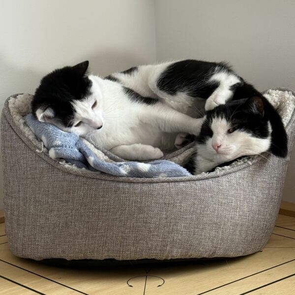 To show you my cat and her kittens for distraction and stress relief purposes?