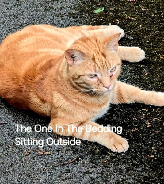 The One after the One where the Excellent Cats posed for a calendar