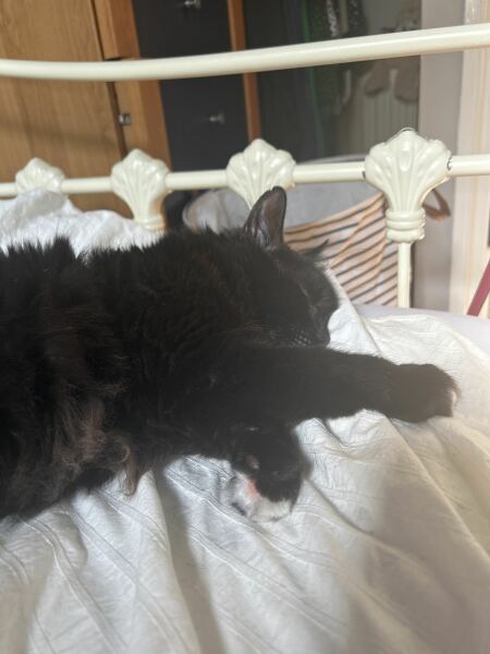 How exhausted are your cats today?