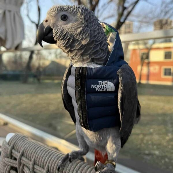 To be pissed off at this parrot owner
