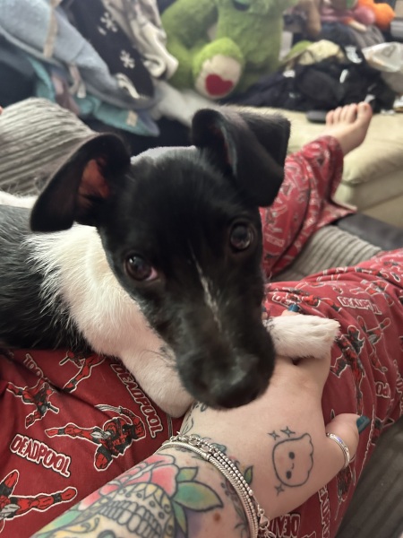 To show you my cat and her kittens for distraction and stress relief purposes?