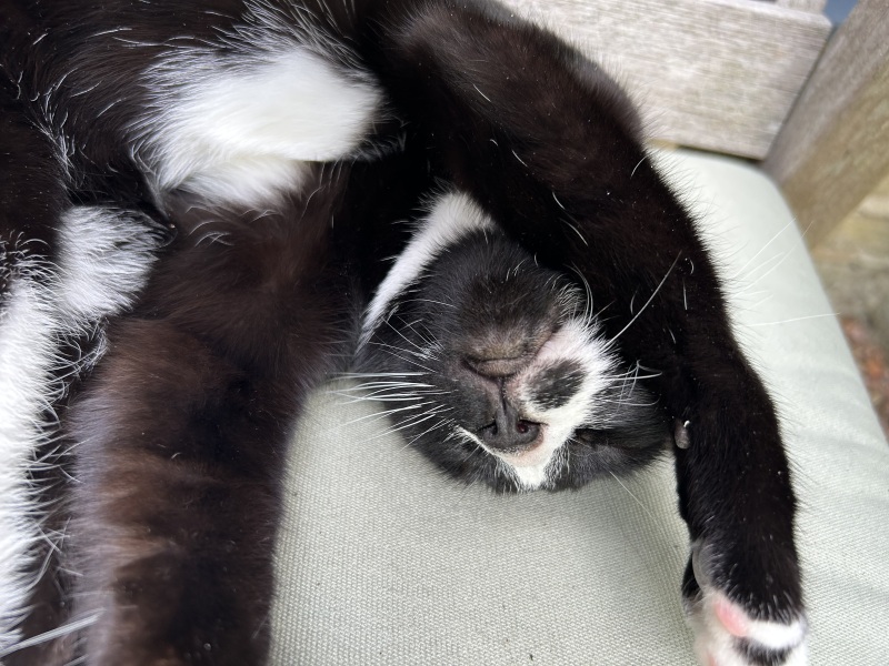 Roond and roond and up and doon - the Excellent Cats roam aboot