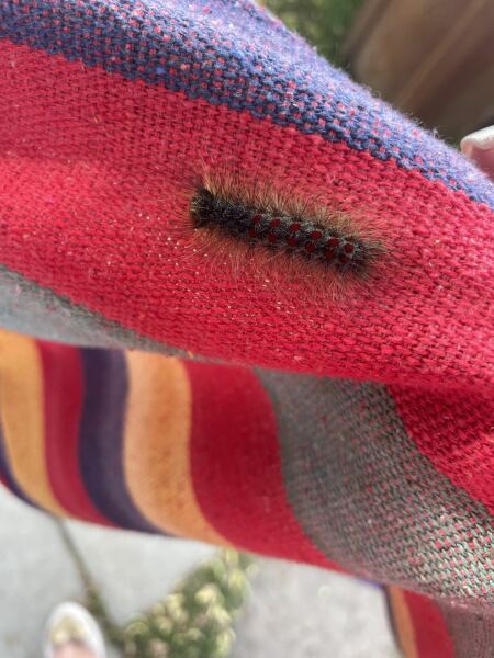 What Caterpillar is this