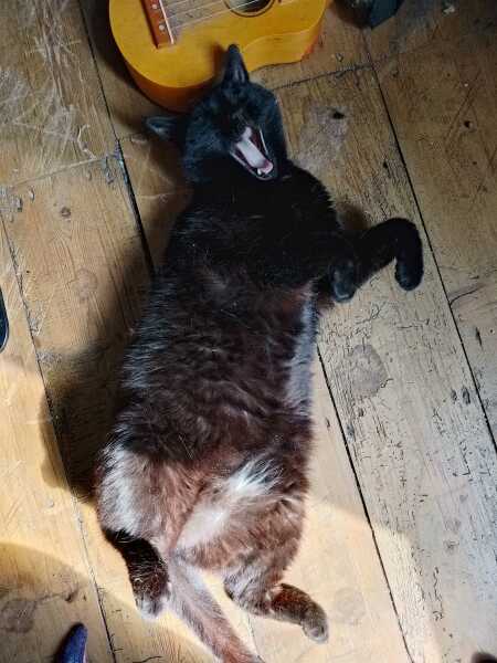 Roond and roond and up and doon - the Excellent Cats roam aboot