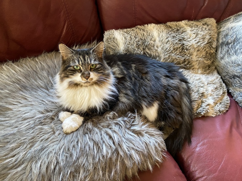 Should I shave my kittens bum?