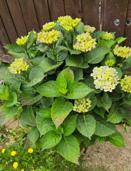 Why does my hydrangea look like this?