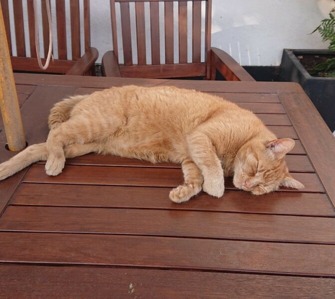 Cats everywhere!