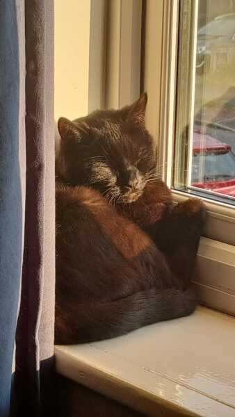 To show you my cat and her kittens for distraction and stress relief purposes?