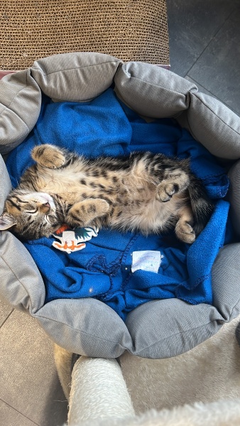 To show you my cat and her kittens for distraction and stress relief purposes?