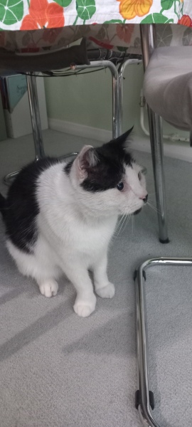 Roond and roond and up and doon - the Excellent Cats roam aboot