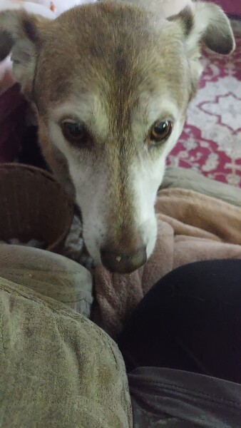 Dogs everywhere!