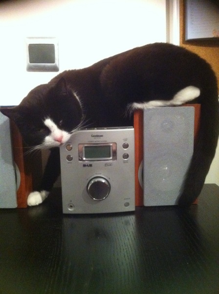 Where is the most awkward or inconvenient place your cat sleeps?