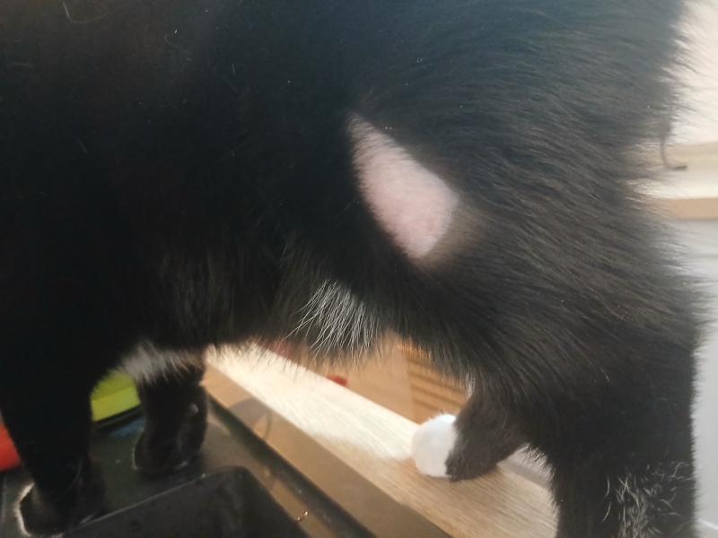 Something “shaved” my cat!