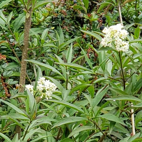 Can anyone identify this white shrub please?