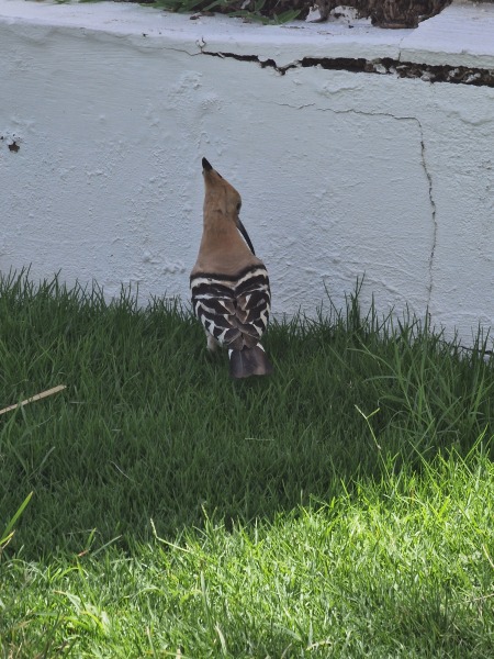 The Bluestocking Women’s Pub - Where Everybody Knows Your Username