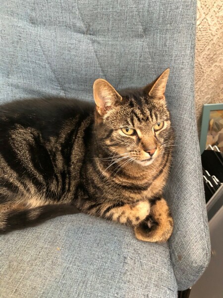 DH says cat needs to show more gratitude