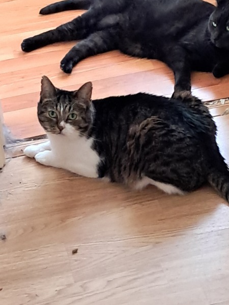 Roond and roond and up and doon - the Excellent Cats roam aboot