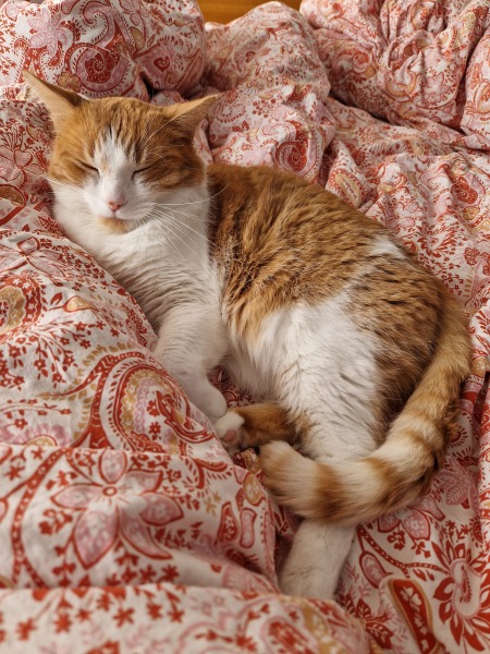 Roond and roond and up and doon - the Excellent Cats roam aboot