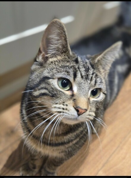 Need a handhold and some positive missing cat stories please!