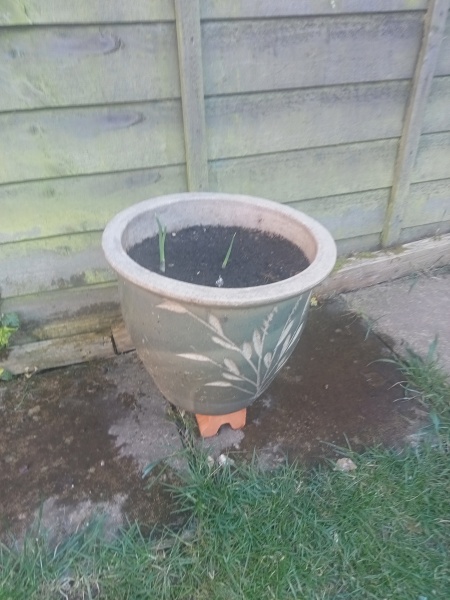 Where do you get your plant pots?