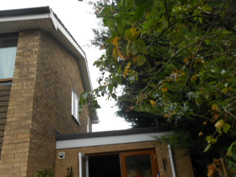 Desperately need ideas for trees/bushes screening at fence